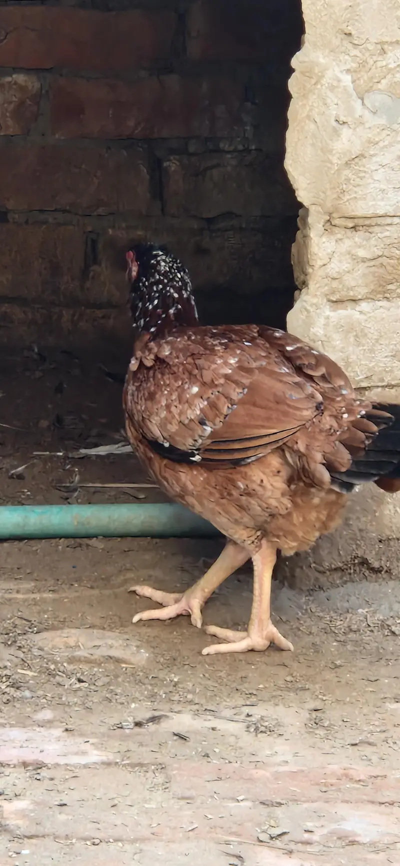 aseel hen — photo 2