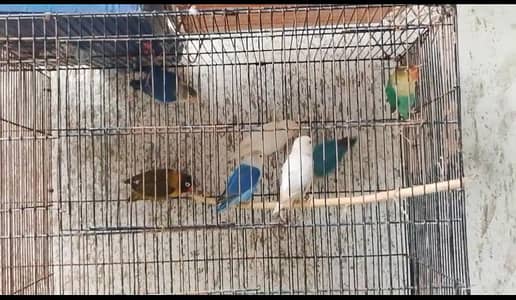 love birds parrot for sale 03237832969