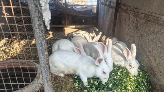 Red eyes White Rabbits pair