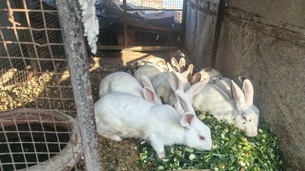 Red eyes White Rabbits pair — photo 2