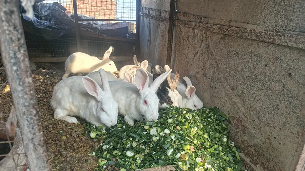 Red eyes White Rabbits pair — photo 3