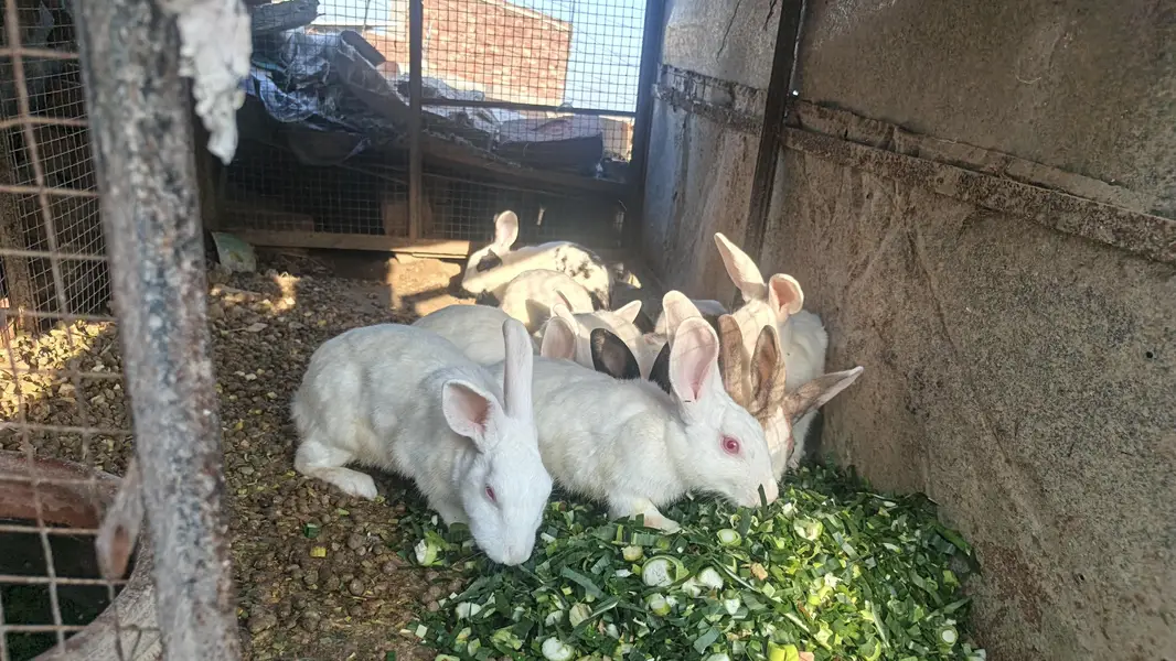 Red eyes White Rabbits pair — photo 4