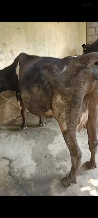 Jersey freezn  cross cow