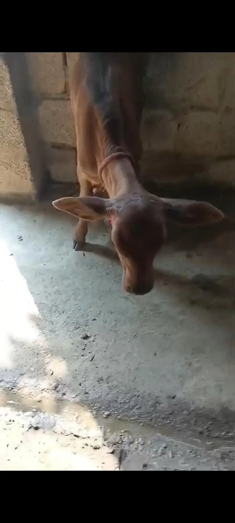 Jersey freezn  cross cow — photo 2