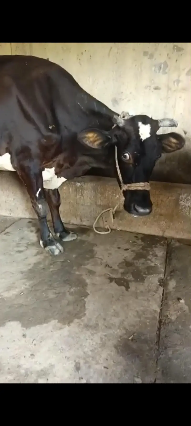 Jersey freezn  cross cow — photo 3