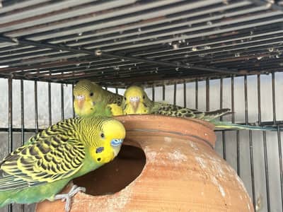 Australian pairs with chicks and eggs