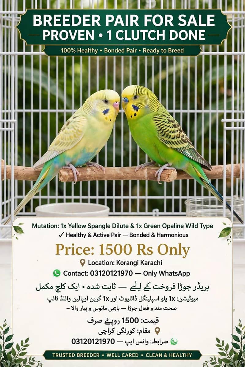 All Parrot 2