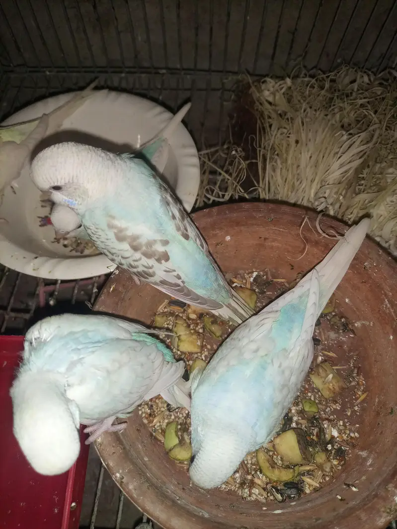 Hantame coctail — photo 5