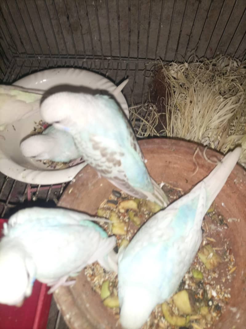 All Parrot 5