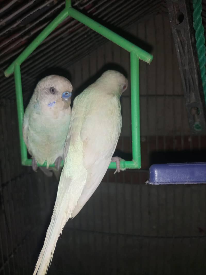 All Parrot 9