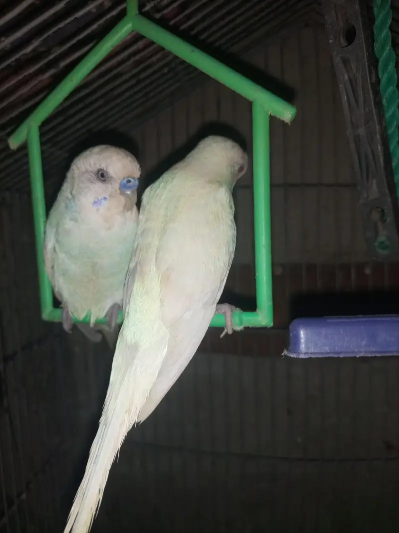 Hantame coctail — photo 10
