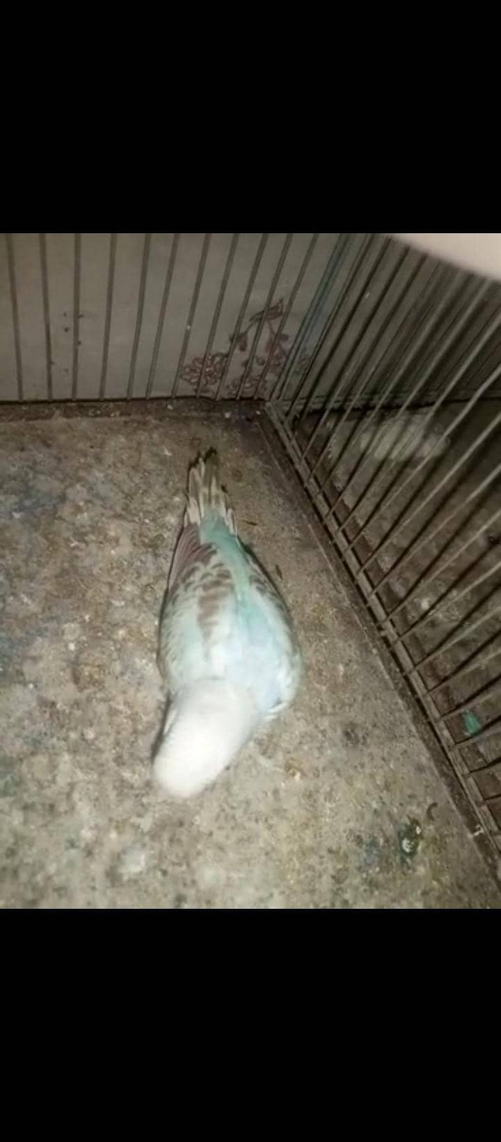 All Parrot 10