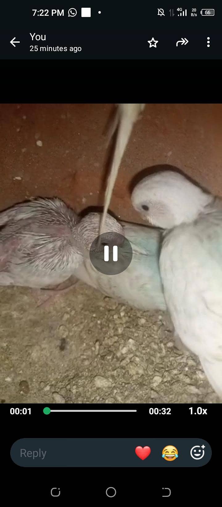 All Parrot 11