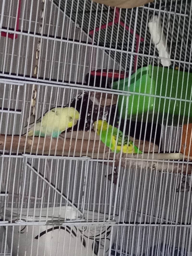All Parrot 12