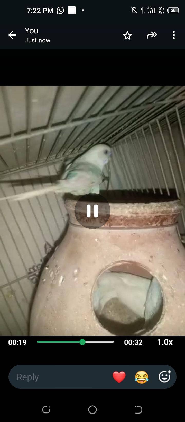 All Parrot 13