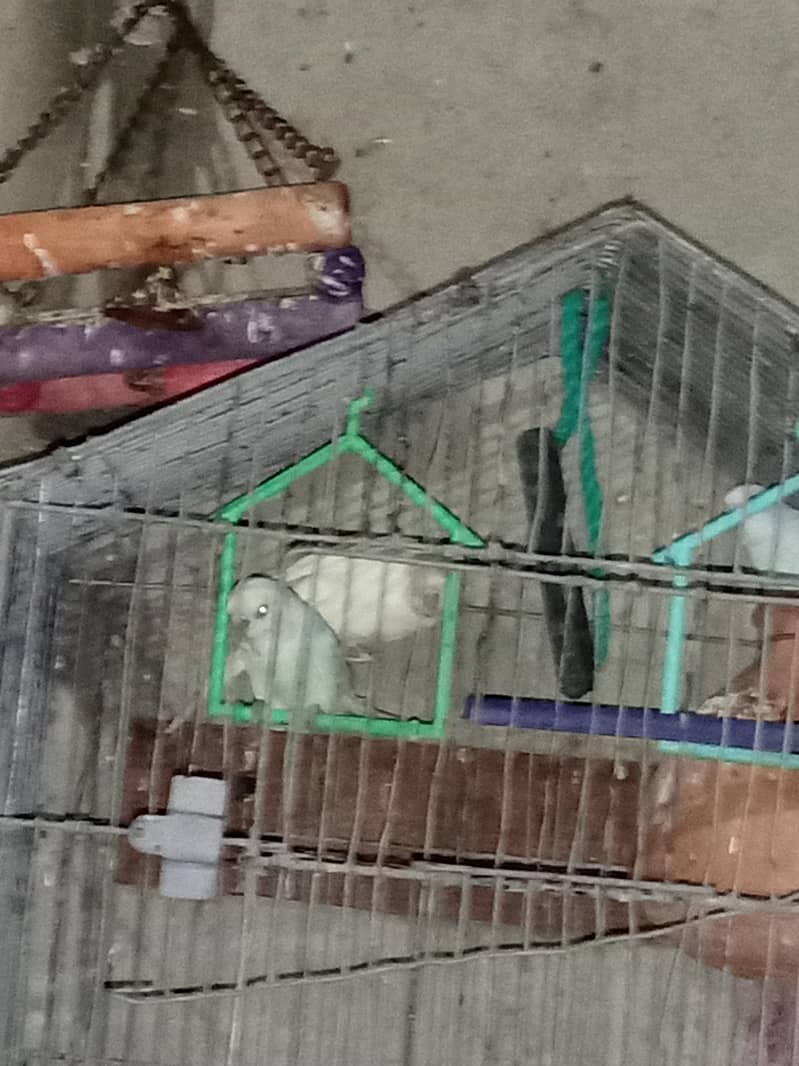 All Parrot 14