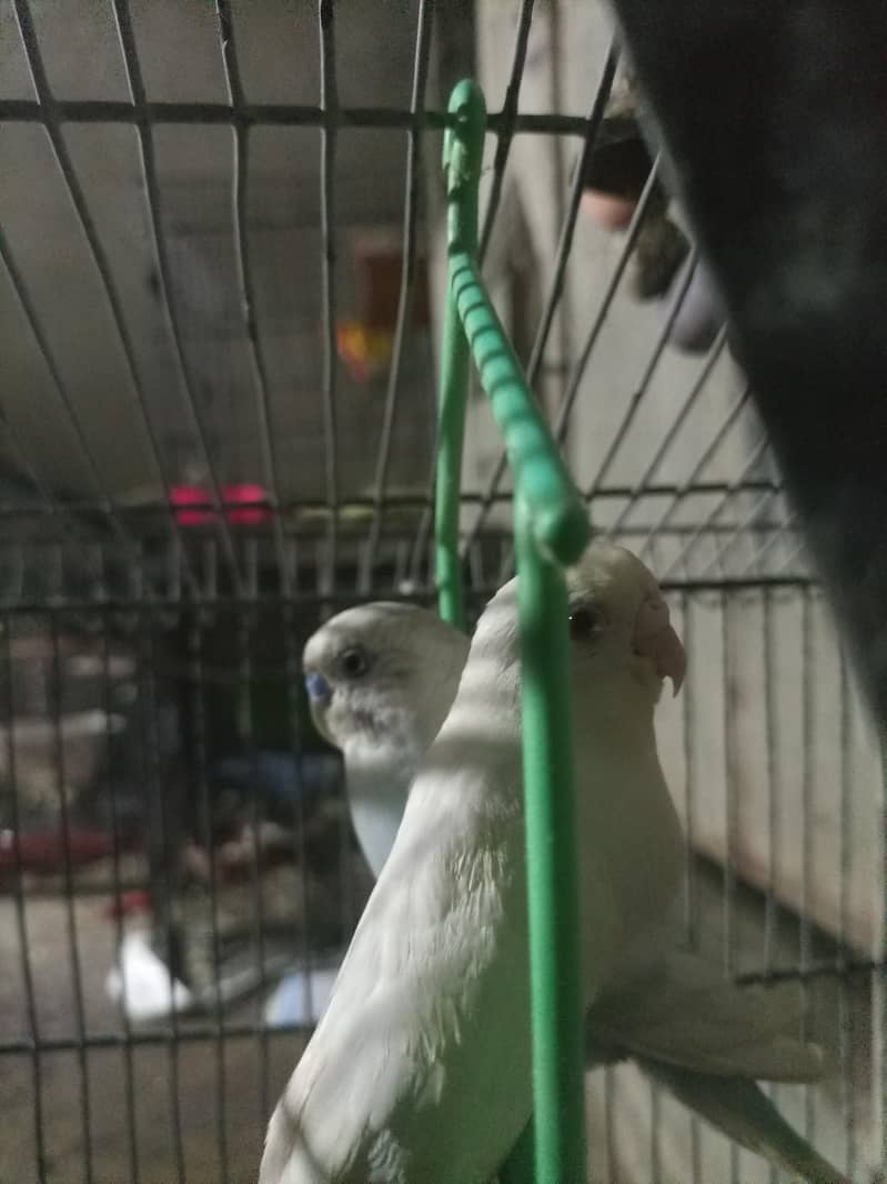 All Parrot 15