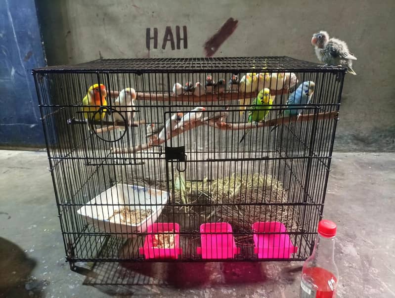 All Parrot 16