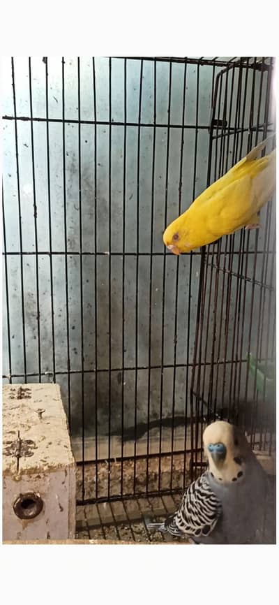 grey into lutino red-eye, Strawberry finch,pineapple conour