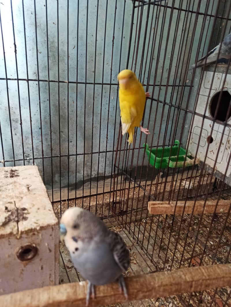 Hogoromo ,bugri,pineaplle 2