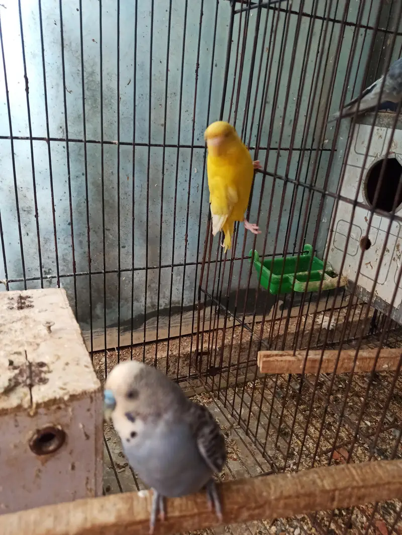 grey into lutino red-eye, Strawberry finch,pineapple conour — photo 2