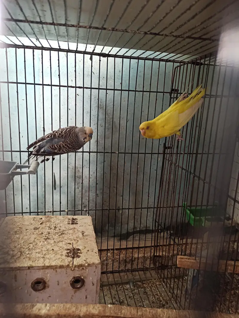 grey into lutino red-eye, Strawberry finch,pineapple conour — photo 3