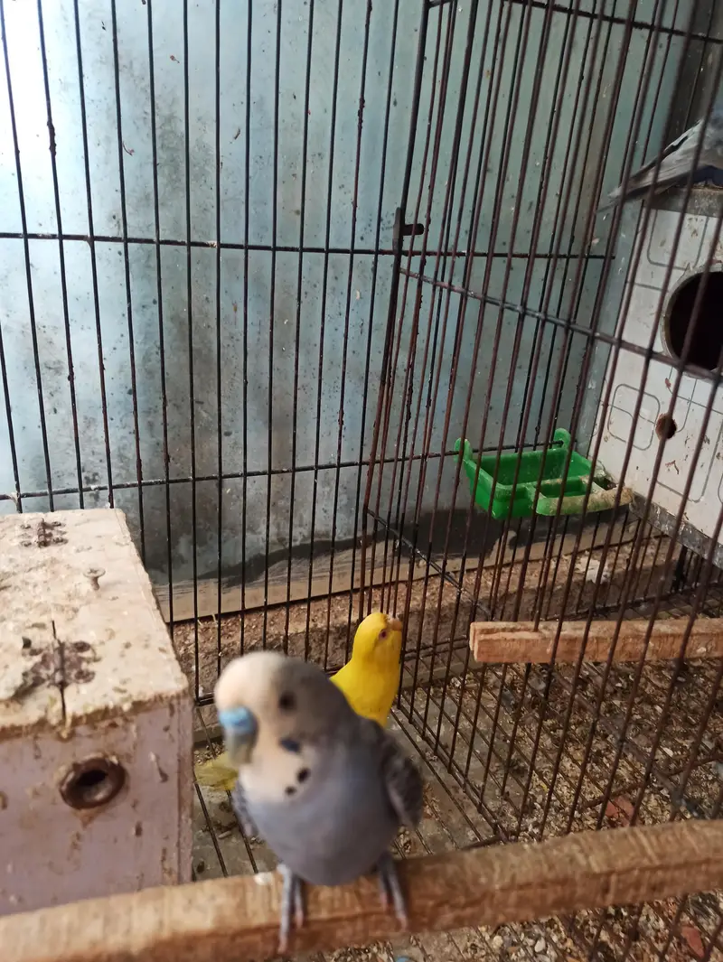 grey into lutino red-eye, Strawberry finch,pineapple conour — photo 4