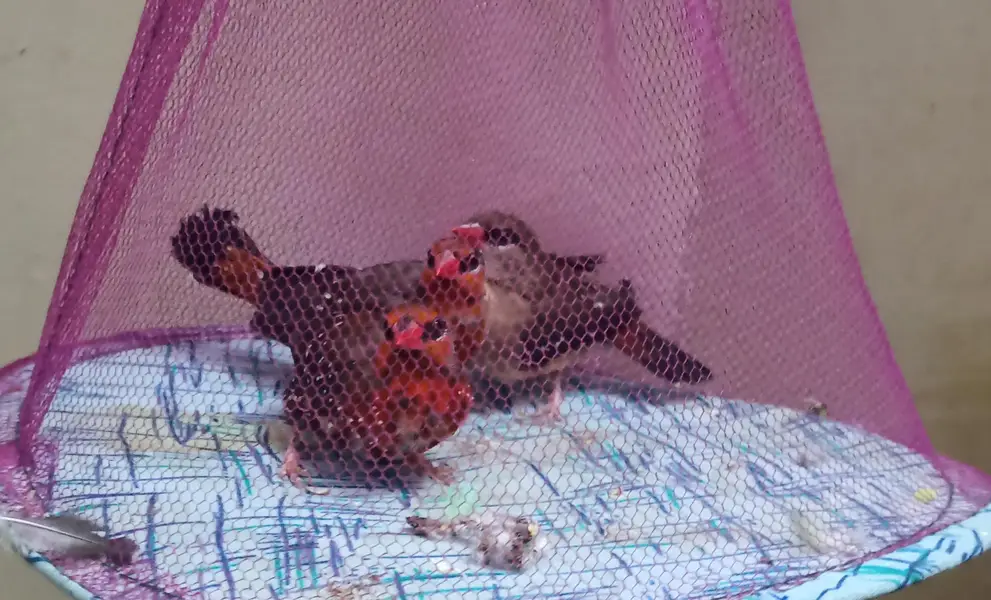 grey into lutino red-eye, Strawberry finch,pineapple conour — photo 6