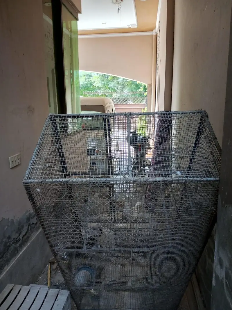 Hen Cage — photo 5