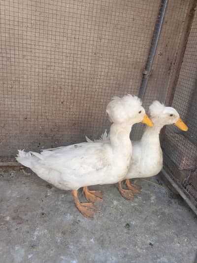 crusted duck breeder pair