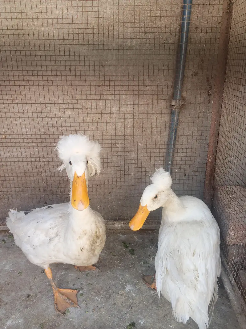 crusted duck breeder pair — photo 2