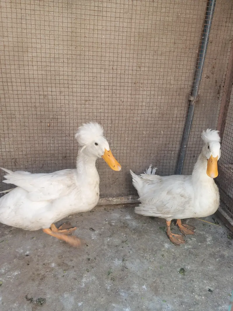 crusted duck breeder pair — photo 3