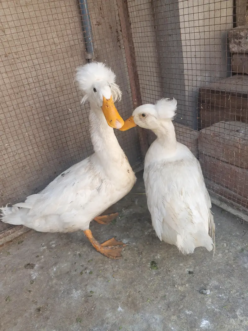 crusted duck breeder pair — photo 4