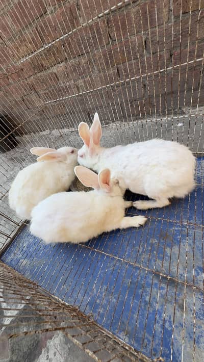 3 rabbit sale 2 male 1 female pregnant