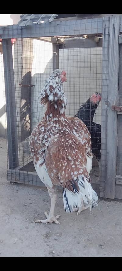 Top Quality Aseel female  available