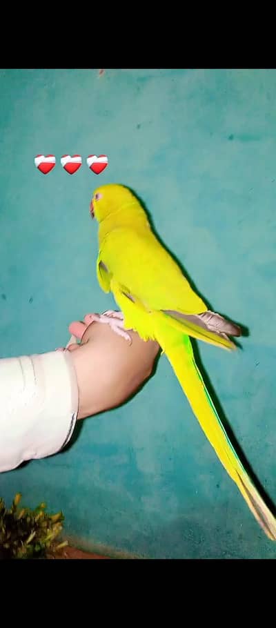 hand tame parrot available ha