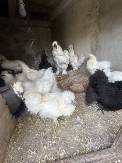 All Fancy Breeders Available