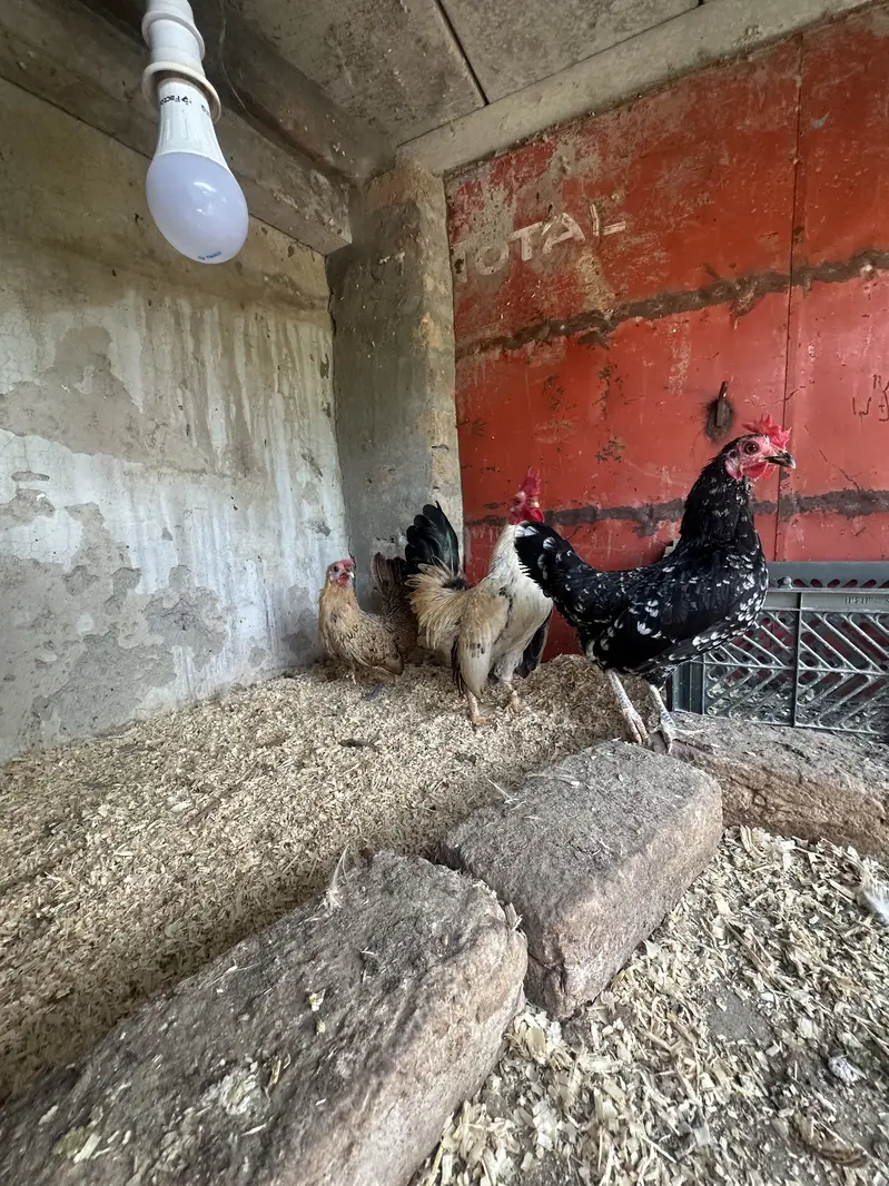 All Fancy Breeders Available — photo 2