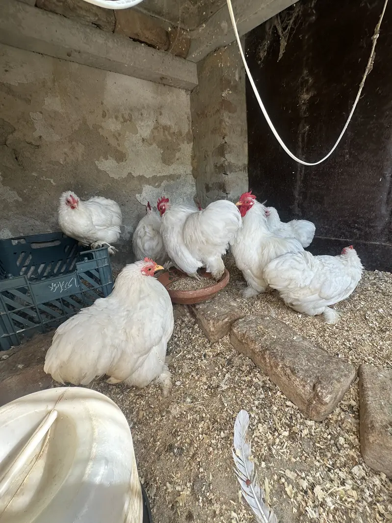 All Fancy Breeders Available — photo 3