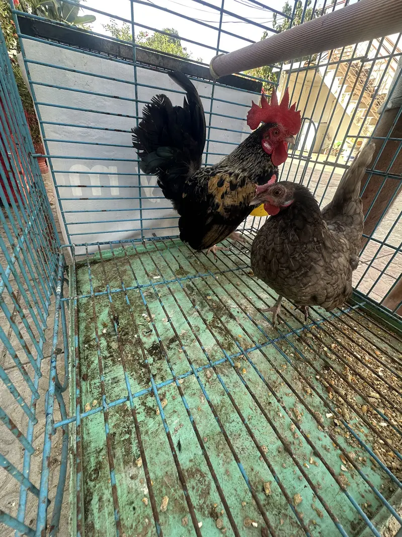 All Fancy Breeders Available — photo 4