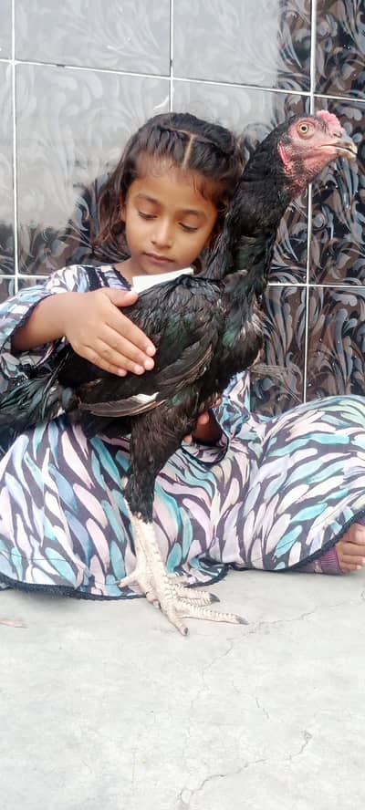 pure aseel mushka paths for sale