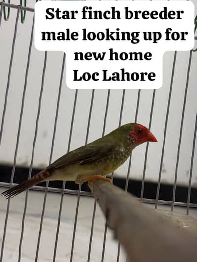 Star finch breeder male