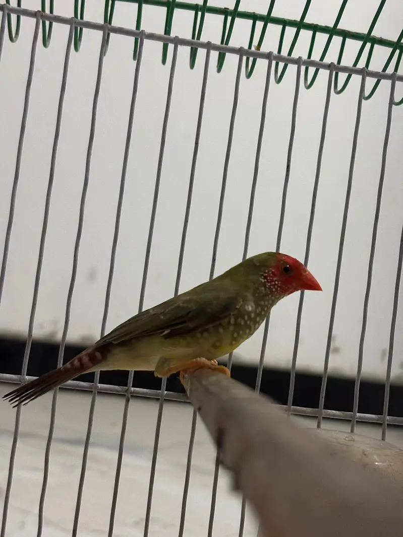 Star finch breeder male — photo 2