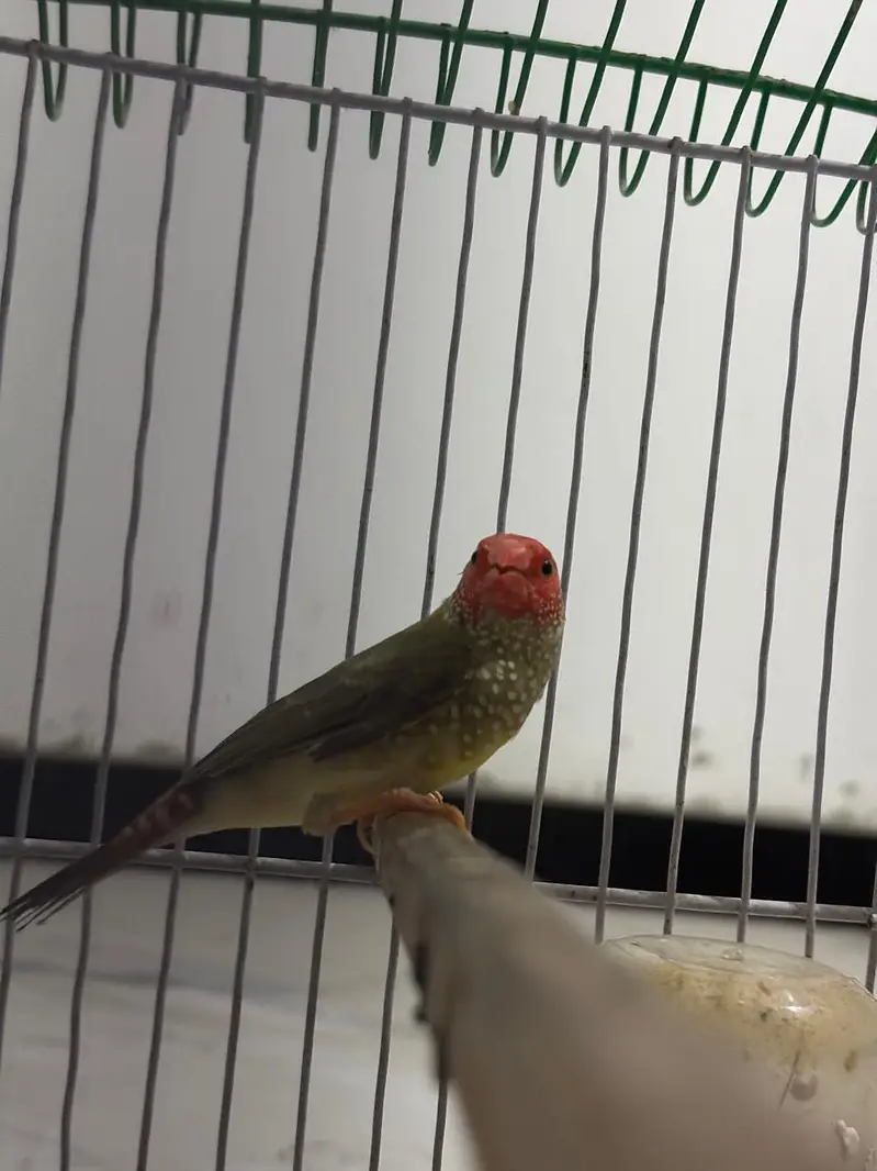 Star finch breeder male — photo 3