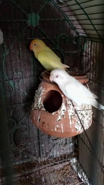 Albino red eye pair and cremino red eye pair