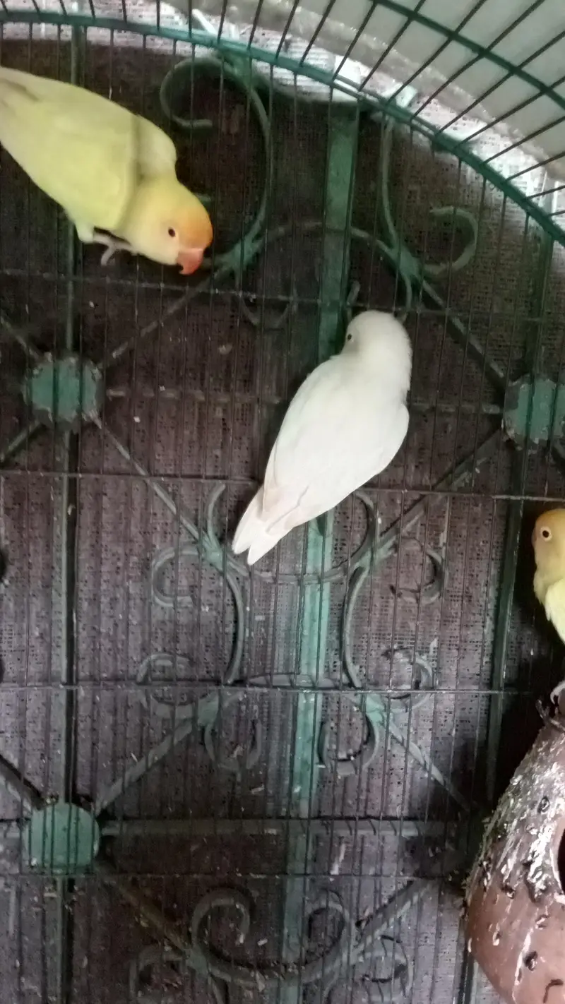 Albino red eye pair and cremino red eye pair — photo 2