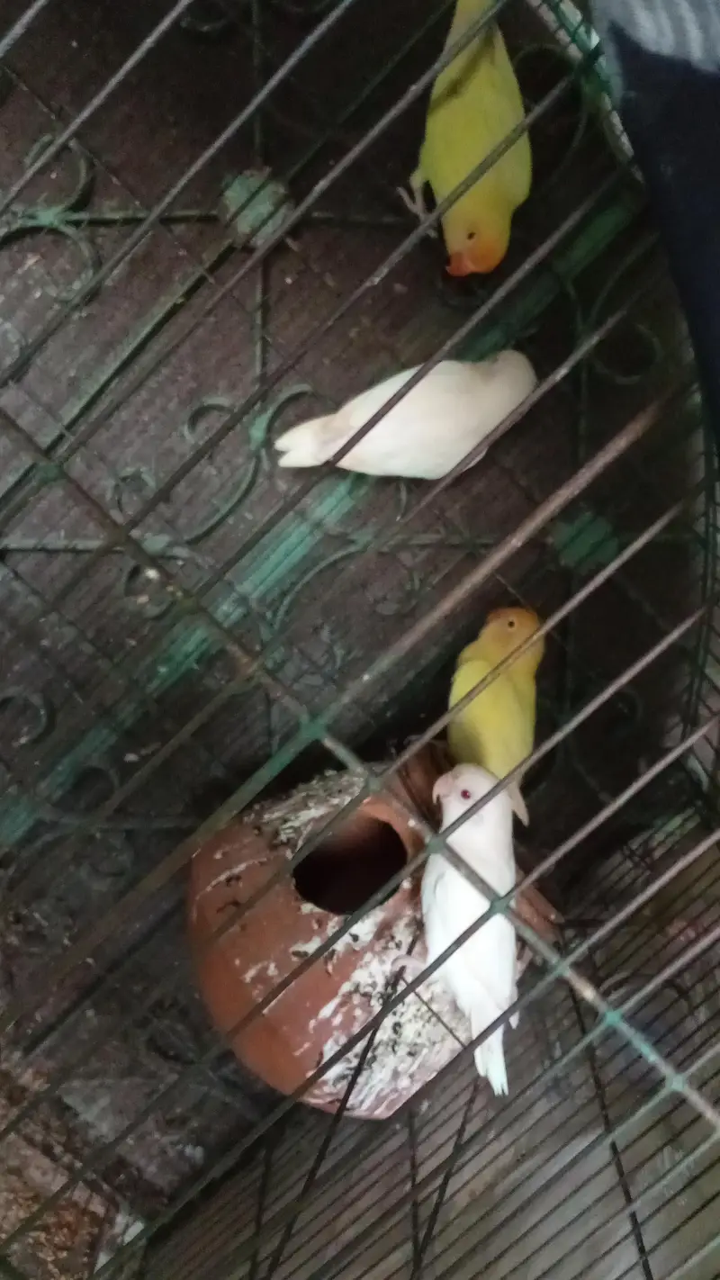 Albino red eye pair and cremino red eye pair — photo 3