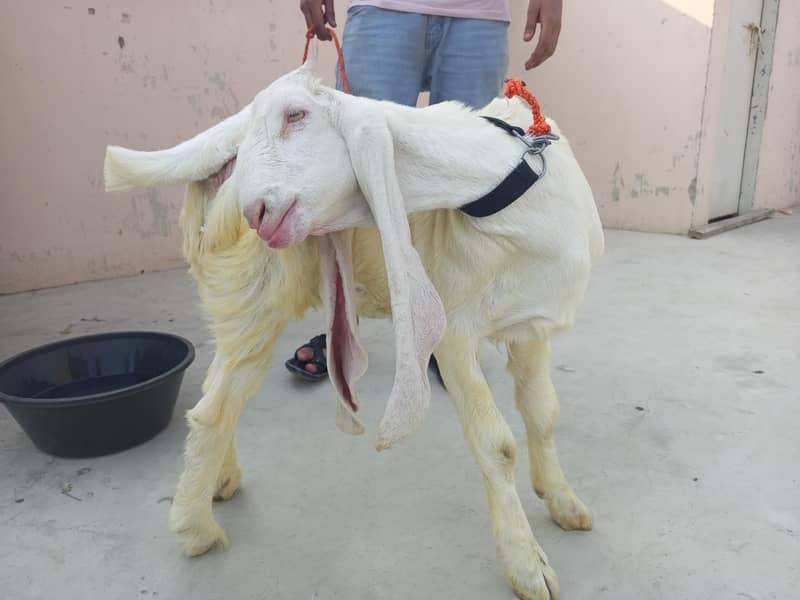 Bakri 0