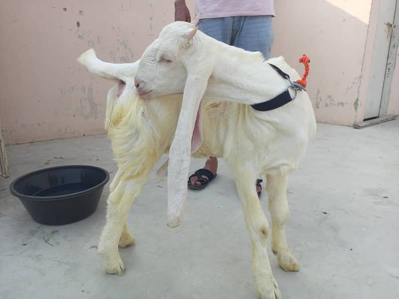 Bakri 1