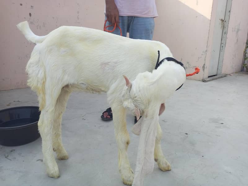 Bakri 2